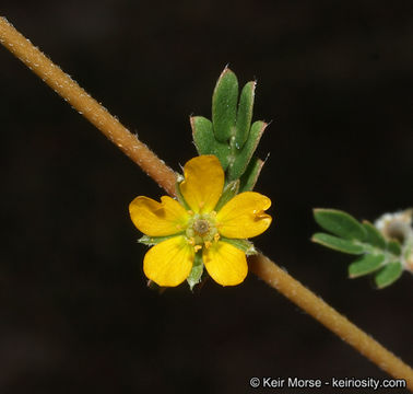 Sivun Kallstroemia californica (S. Wats.) Vail kuva