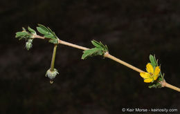 Sivun Kallstroemia californica (S. Wats.) Vail kuva