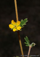 Image de Kallstroemia californica (S. Wats.) Vail