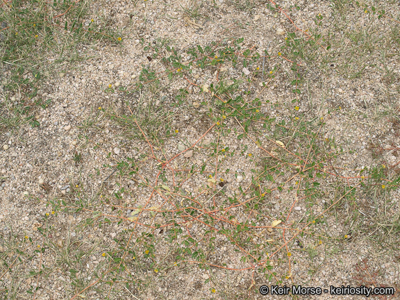 Image of California caltrop