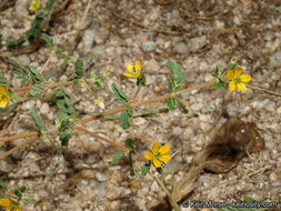 Sivun Kallstroemia californica (S. Wats.) Vail kuva