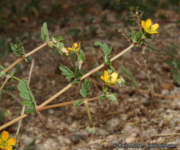 Image of California caltrop