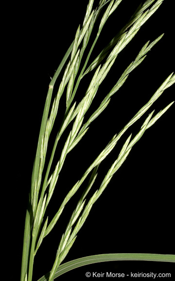 Image of <i>Leptochloa fusca</i> ssp. <i>uninervia</i>