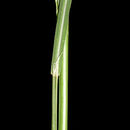 Image of <i>Leptochloa fusca</i> ssp. <i>uninervia</i>