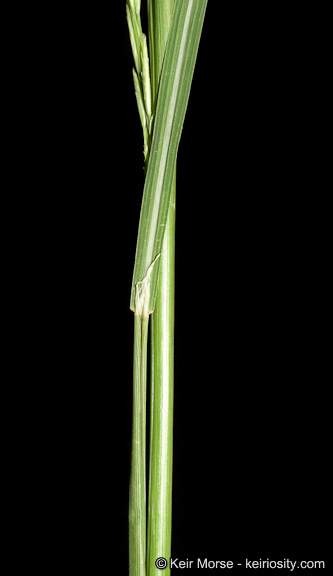 Image of <i>Leptochloa fusca</i> ssp. <i>uninervia</i>