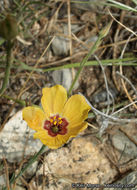 Image of plains flax