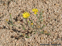 Image of slender goldenweed