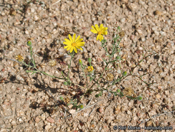 Plancia ëd Xanthisma gracile (Nutt.) D. R. Morgan & R. L. Hartman