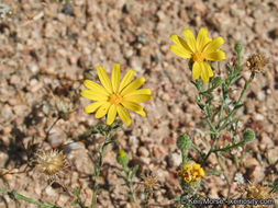 Plancia ëd Xanthisma gracile (Nutt.) D. R. Morgan & R. L. Hartman