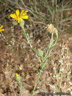 Plancia ëd Xanthisma gracile (Nutt.) D. R. Morgan & R. L. Hartman