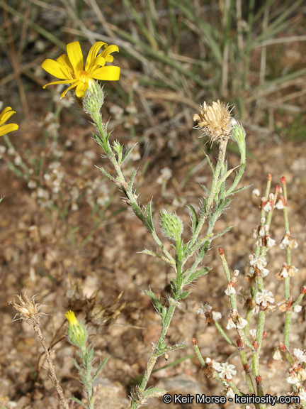 Imagem de Xanthisma gracile (Nutt.) D. R. Morgan & R. L. Hartman