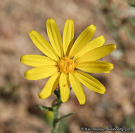 Image of slender goldenweed
