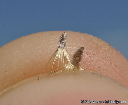 Plancia ëd Xanthisma gracile (Nutt.) D. R. Morgan & R. L. Hartman