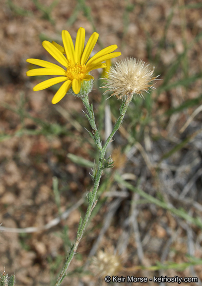 Plancia ëd Xanthisma gracile (Nutt.) D. R. Morgan & R. L. Hartman