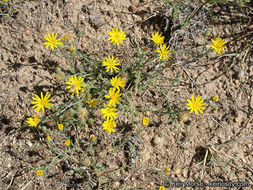 Sivun Xanthisma gracile (Nutt.) D. R. Morgan & R. L. Hartman kuva