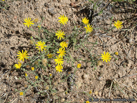 Sivun Xanthisma gracile (Nutt.) D. R. Morgan & R. L. Hartman kuva