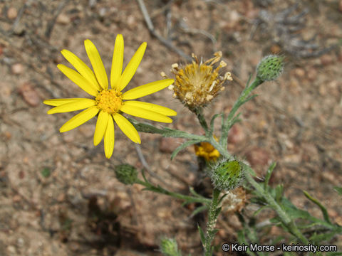 Plancia ëd Xanthisma gracile (Nutt.) D. R. Morgan & R. L. Hartman