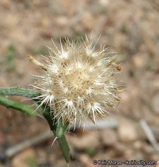 Sivun Xanthisma gracile (Nutt.) D. R. Morgan & R. L. Hartman kuva