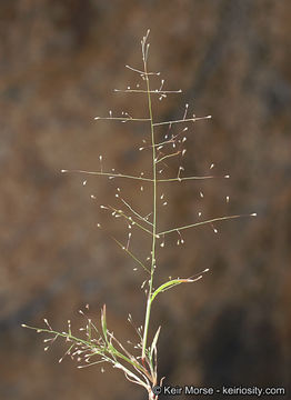 Imagem de Muhlenbergia minutissima (Steud.) Swallen