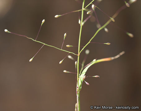 Image of annual muhly