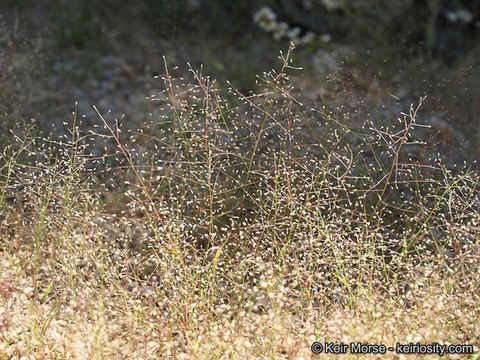 Imagem de Muhlenbergia minutissima (Steud.) Swallen