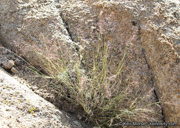 Image of New Mexico muhly