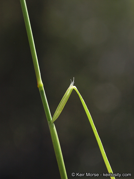 صورة Muhlenbergia pauciflora Buckley