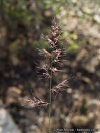 Image of New Mexico muhly