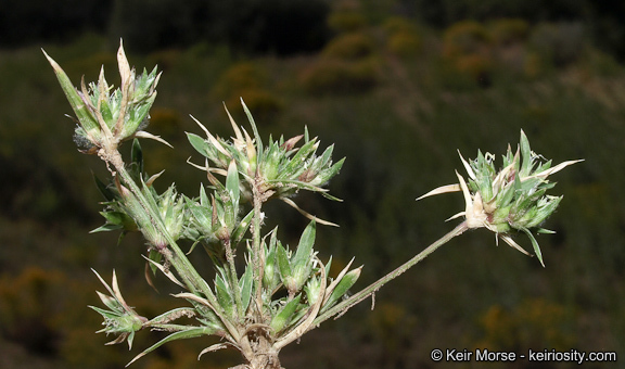 Image of false buffalograss