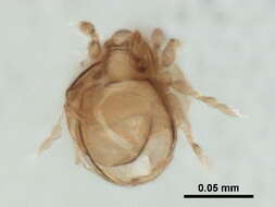 Image of Quadroppiidae Balogh 1983