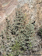 Image of spiny cliffbrake