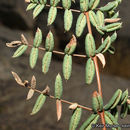 Image of Pellaea truncata Goodd.