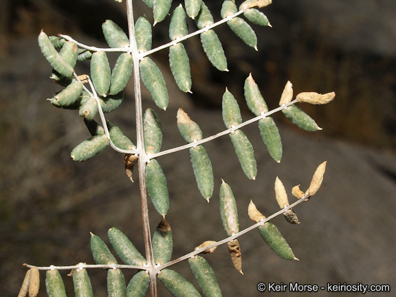 Image of spiny cliffbrake