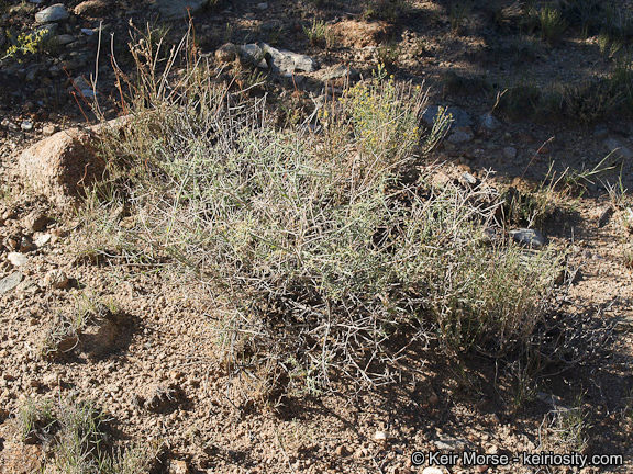 Image of <i>Polygala acanthoclada</i>