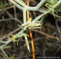 Image of <i>Polygala acanthoclada</i>