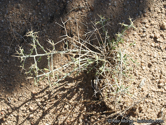 Image of <i>Polygala acanthoclada</i>