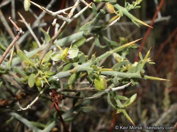 Image of <i>Polygala acanthoclada</i>