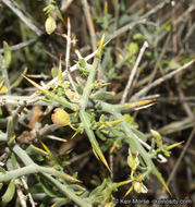 Image of <i>Polygala acanthoclada</i>