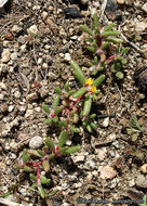 Image of silkcotton purslane