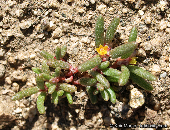 Image of silkcotton purslane