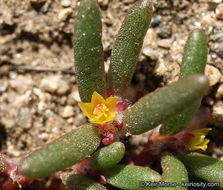 Sivun Portulaca halimoides L. kuva