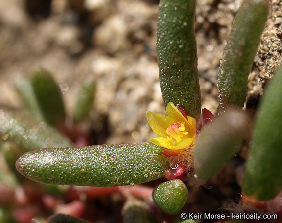 Image of silkcotton purslane