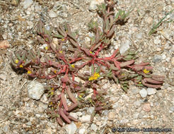 Image of silkcotton purslane