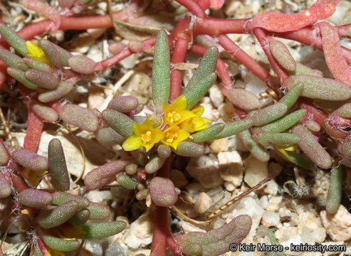 Image of silkcotton purslane