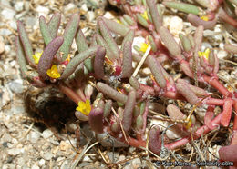 Image of silkcotton purslane