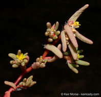 Image of silkcotton purslane