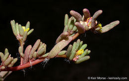 Image of silkcotton purslane