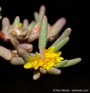 Sivun Portulaca halimoides L. kuva