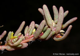 Image of silkcotton purslane