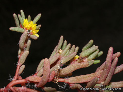 Image of silkcotton purslane